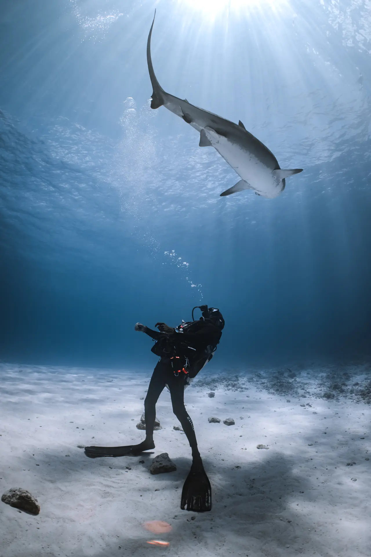 Tiger shark gently being redirected by a safety diver