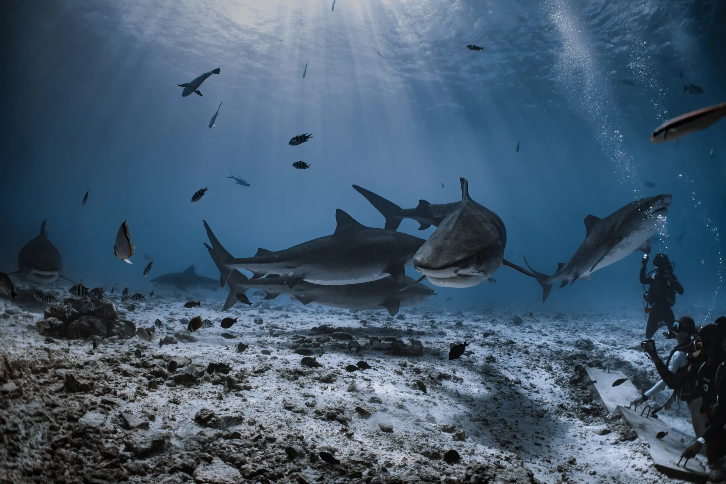 Seven individual tiger sharks swimming among recreational divers in fuvahmulah
