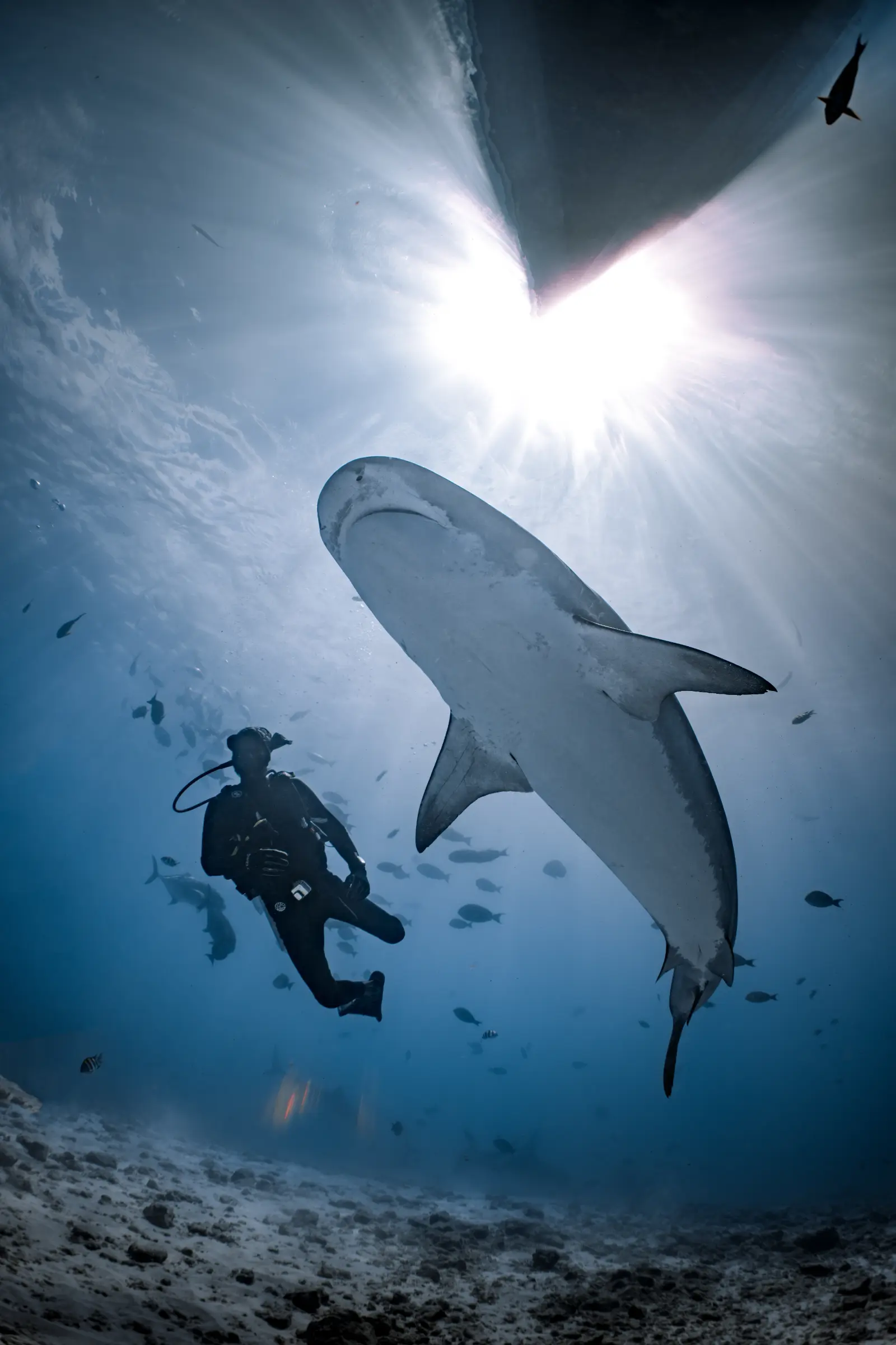 A diver and a tiger shark swimming side by side