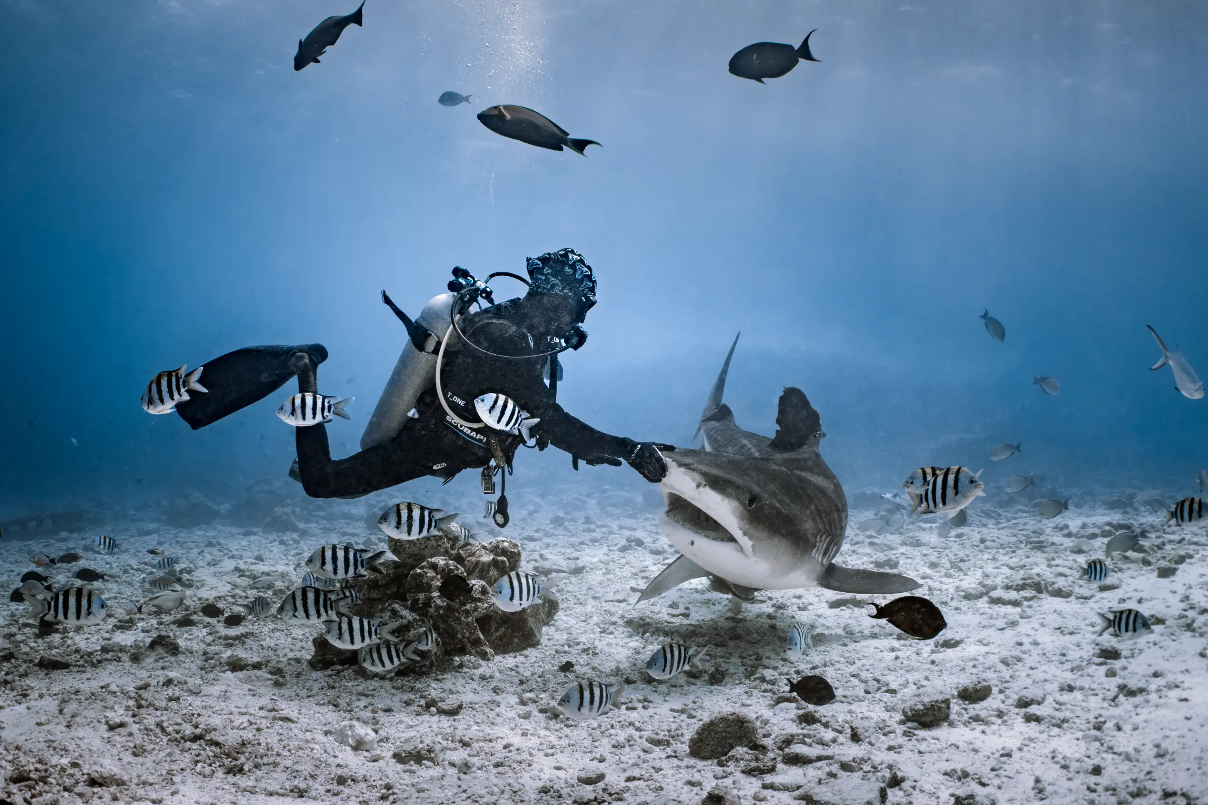a tiger shark and a diver on a shallow sandy bottom