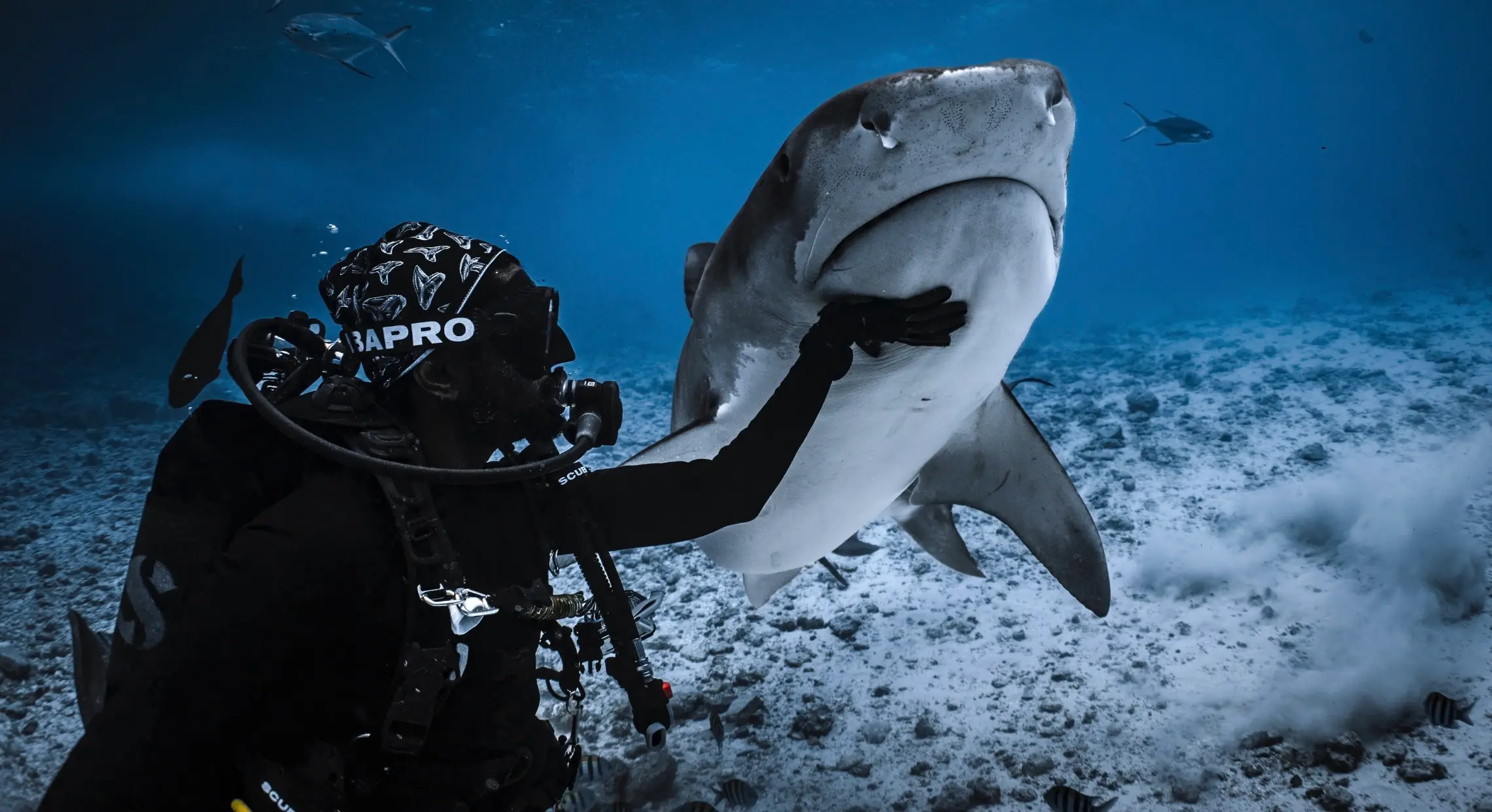 Tiger shark being redirected by a safety diver